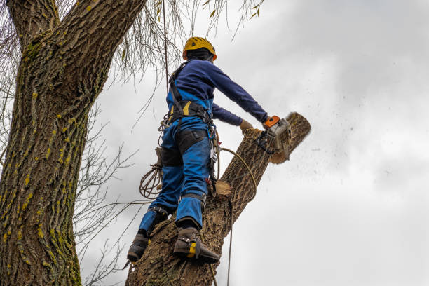 Best Tree Trimming Near Me  in Strasburg, OH